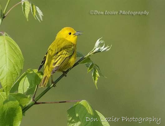 Click for large image