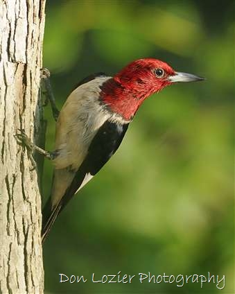 Click for large image