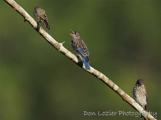 Click for large image