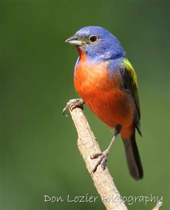 Click for large image