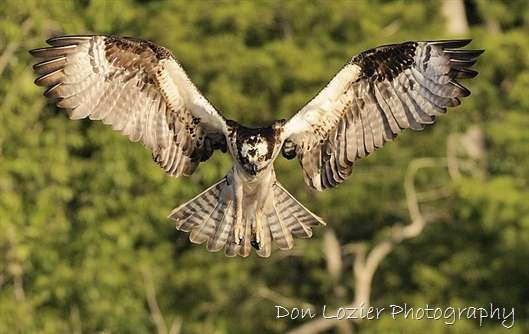 Click for large image