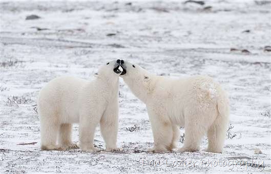 Click for large image