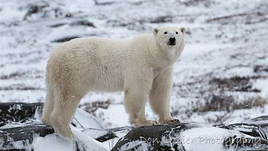 Click for large image