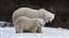 2010 Polar Bears