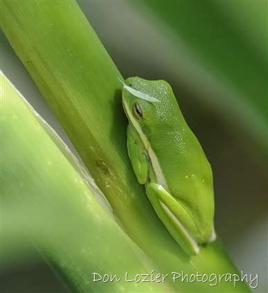 Click for large image