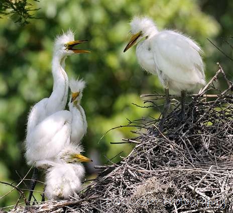 Click for large image