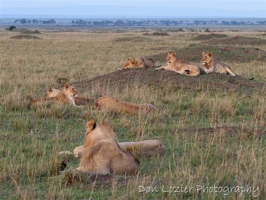 Click for large image