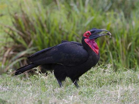 Click for large image