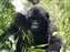 Mountain Gorillas in Uganda Bwindi Forest