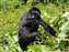 Mountain Gorillas in Uganda Bwindi Forest