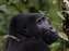 Mountain Gorillas in Uganda Bwindi Forest