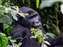 Mountain Gorillas in Uganda Bwindi Forest