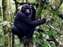 Mountain Gorillas in Uganda Bwindi Forest
