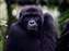 Mountain Gorillas in Uganda Bwindi Forest