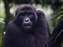 Mountain Gorillas in Uganda Bwindi Forest