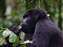 Mountain Gorillas in Uganda Bwindi Forest