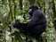 Mountain Gorillas in Uganda Bwindi Forest