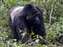 Mountain Gorillas in Uganda Bwindi Forest