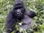 Mountain Gorillas in Uganda Bwindi Forest