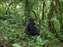 Mountain Gorillas in Uganda Bwindi Forest