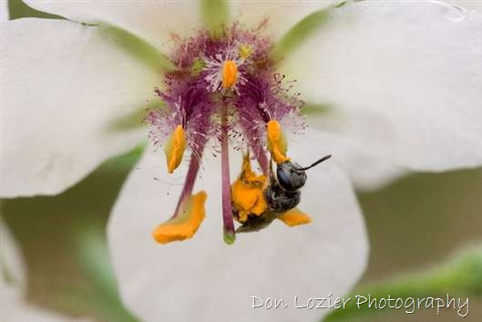 Click for large image