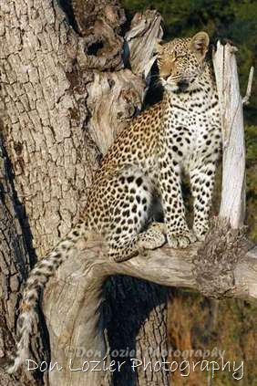 Click for large image