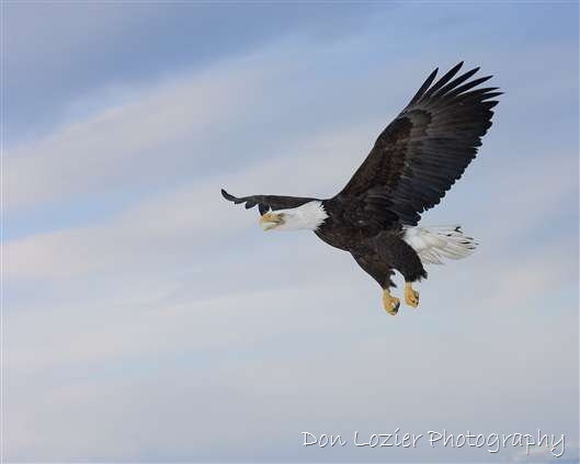 Click for large image