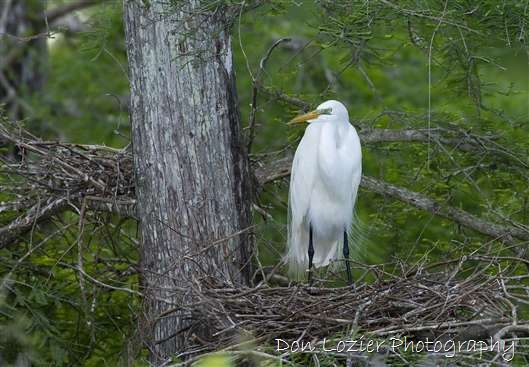 Click for large image