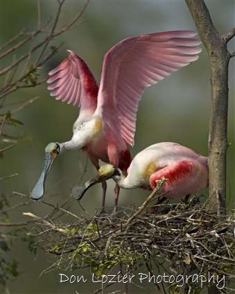 Click for large image