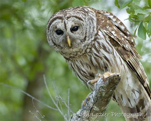 Click for large image