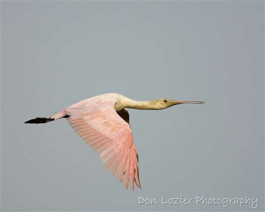 Click for large image