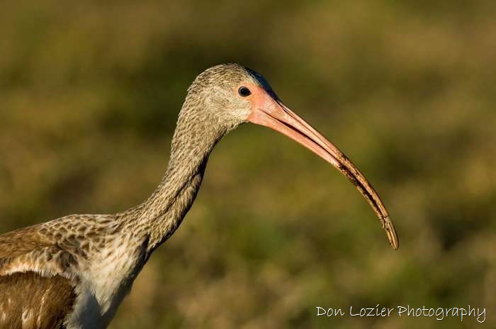 Click to go back